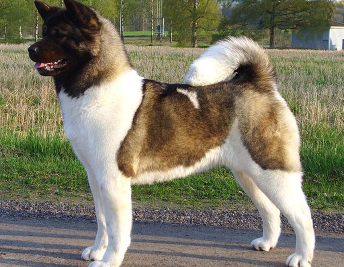 can a akita live in ireland