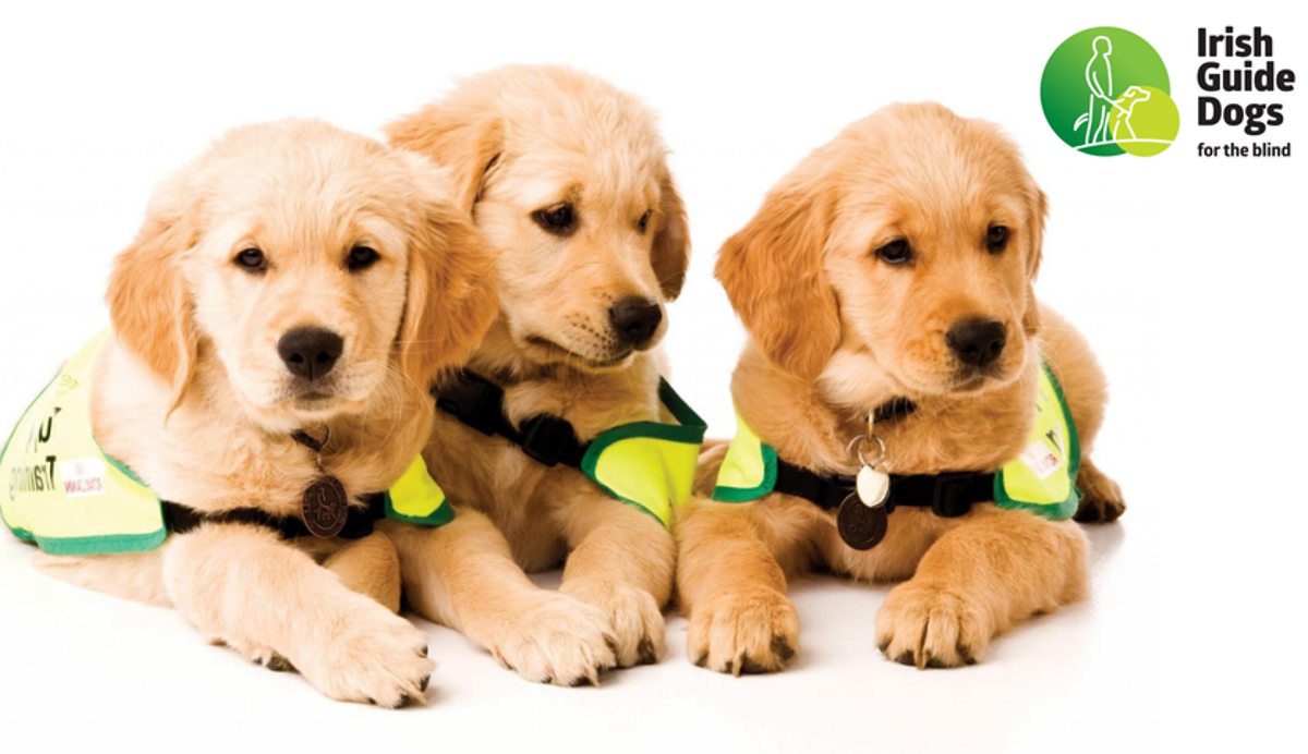 Irish guide dogs sales for the blind