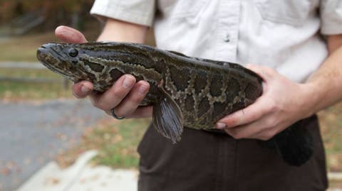 Cabeza De Serpiente El Pez Que Respira Fuera Del Agua Y Al Que