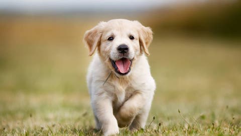 Animales: Por qué nos parece que los perros sonríen: una historia ...