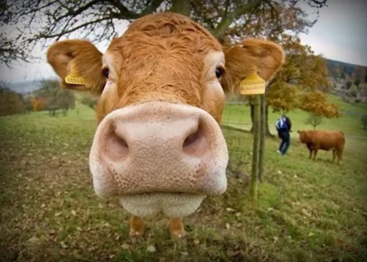 Vegetarianismo_Una_opcion_personal_o_un_principio_de_justicia