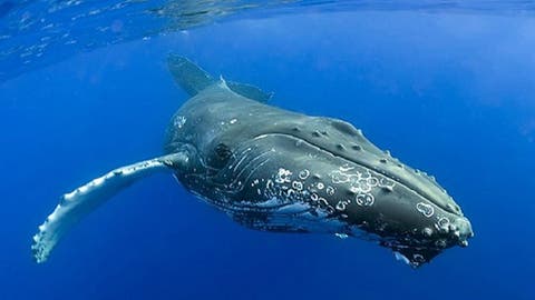 La ballena franca del Atlántico Norte, a un paso de la extinción - EcoPortal.net