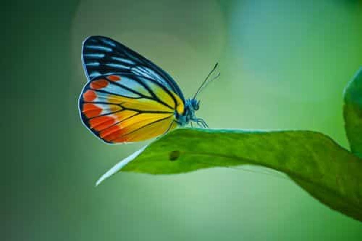 Resultado de imagen para ACTIVIDADES MARIPOSAS PARA 24 DE MARZO 2020
