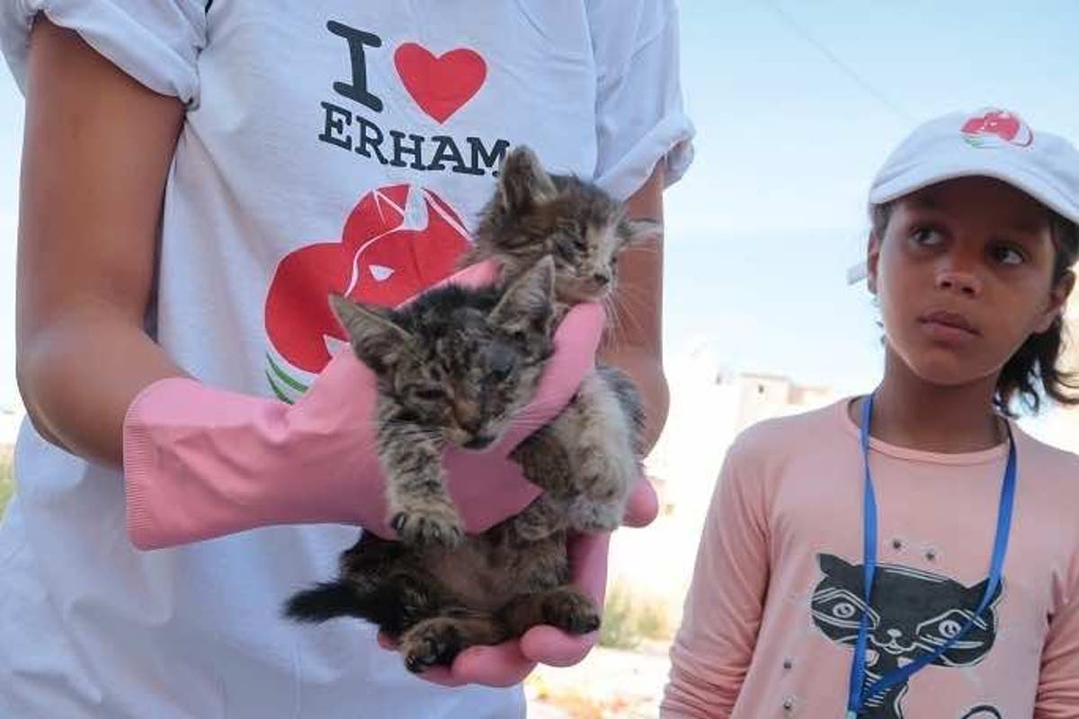 Erham Taking Pity On Morocco S Cats