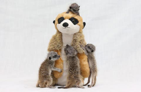 personalised meerkat teddy