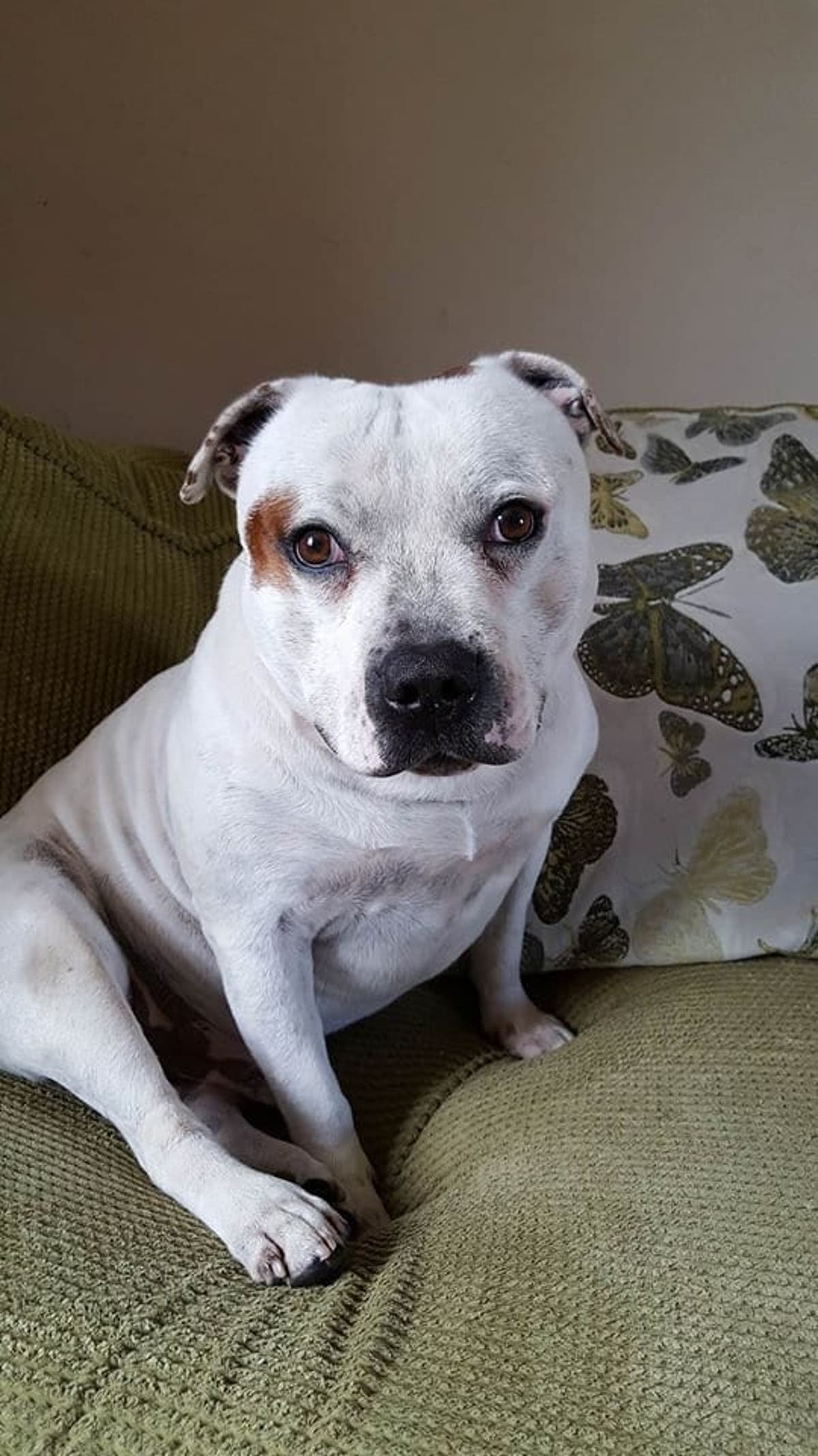 Can A Dog Die From Overheating