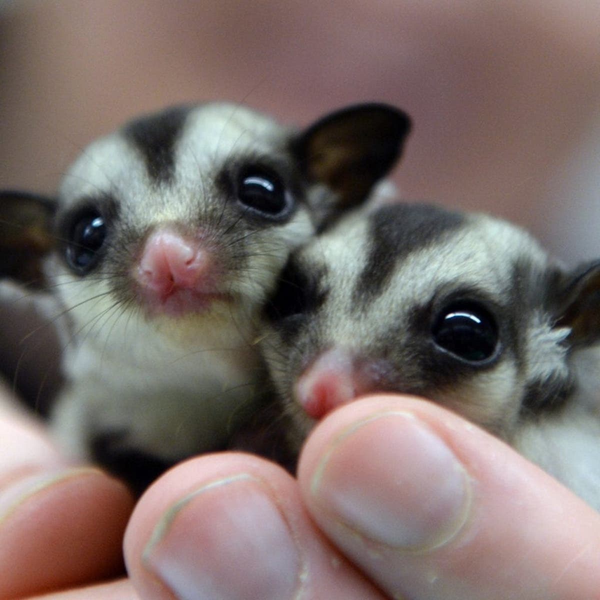 Tiny Sugar Glider Cubs Smaller Than The Palm Of A Hand Have Become A Top Attraction At Wildlife Centre Real Fix Magazine