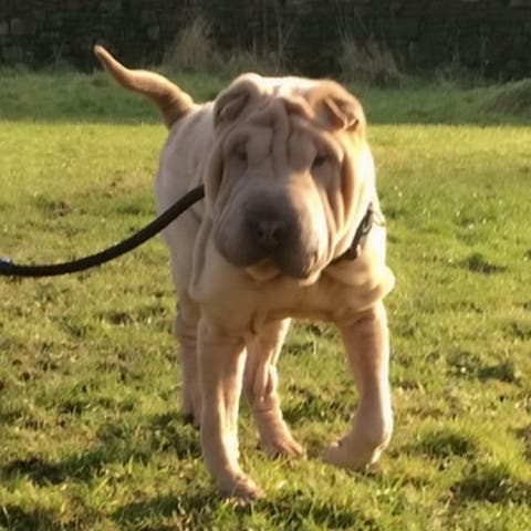 shar pei no wrinkles