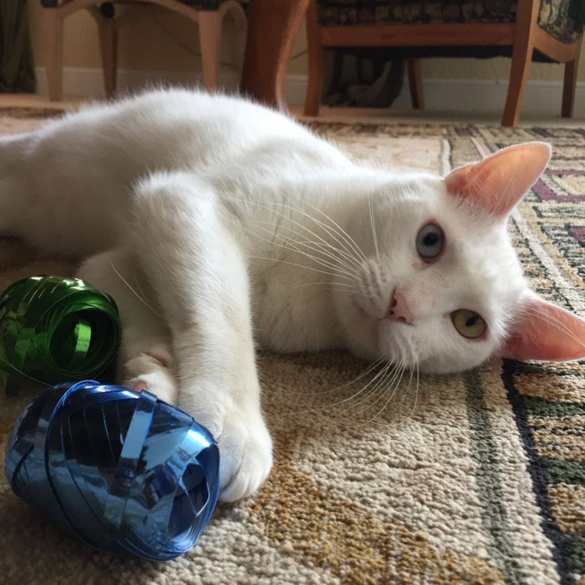 Help Find Cotton A New Home Rescue Cat Finally Opens His Eyes