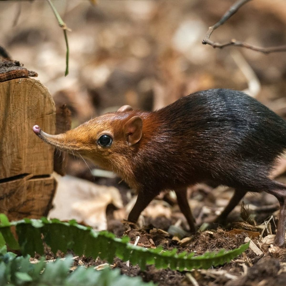 Adorable Images Show Newborn Twin Baby Elephant Shrews Born For