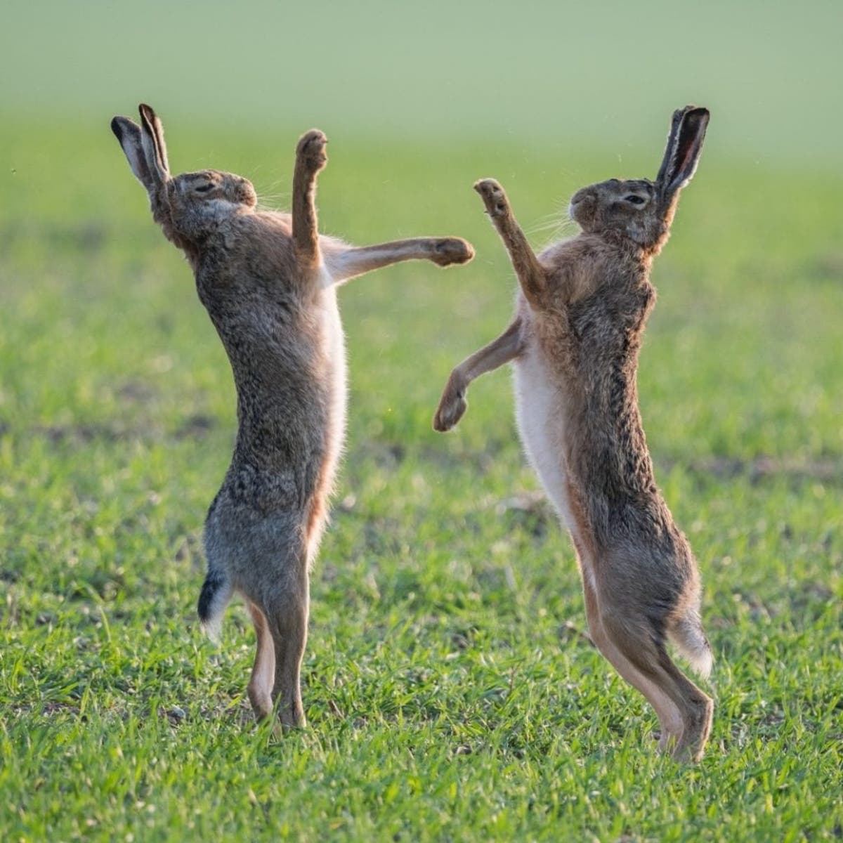 Two Male Hares Fiercely Fight Over Female - In Tradition That Marks The Start Of Spring - Real-Fix Two Male Hares Fiercely Fight Over Female - In Tradition That Marks The Start Of Spring - Real-Fix