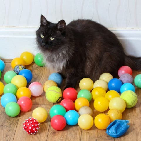 cat ball pit