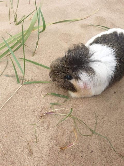 The oldest guinea store pig